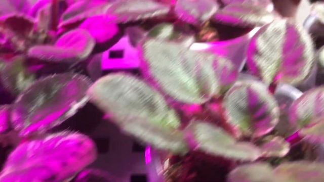 Мини фиалки. Обзор стеллажей. смотреть онлайн