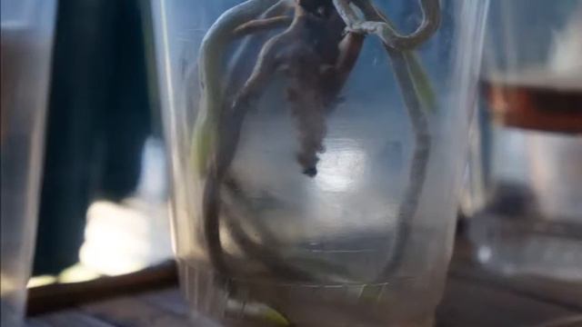Orchid - Full Water Culture Mini Phalaenopsis Roots Updates смотреть онлайн