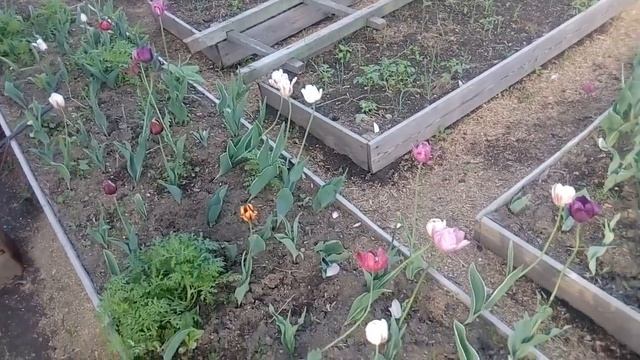 Обзор огорода 13 июня 2020 г. Часть 1 смотреть онлайн