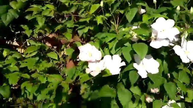 Его величество Клематис ( лат. Clematis). Цветение в конце августа