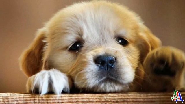 Пёс Турчик жил на балконе. Ему было грустно, но в комнаты его не пускали… смотреть онлайн