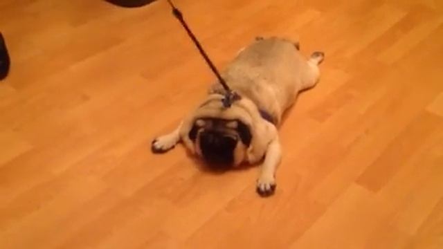 Boo the pug won't go смотреть онлайн