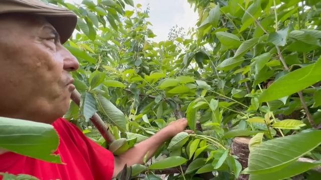 Tăierea în verde la cireș смотреть онлайн