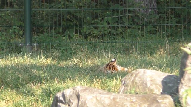 Safaripark Beekse Bergen, tijgerwelpen смотреть онлайн