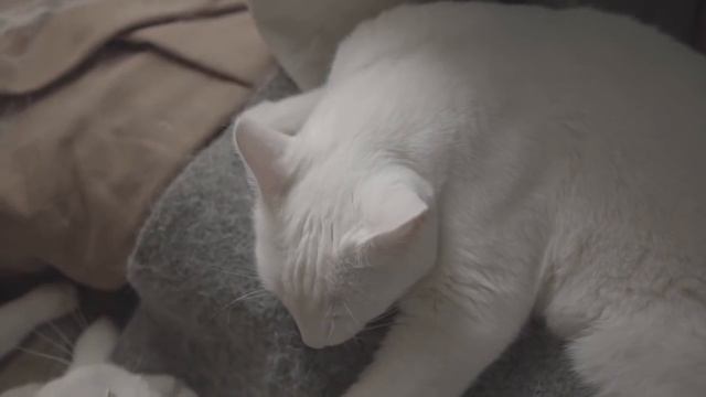 EXTREME ASMR for Cats | Melt Away Anxiety Instantly | (TESTED) смотреть онлайн