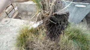 Овсяница.Фестука размножение путем деления куста