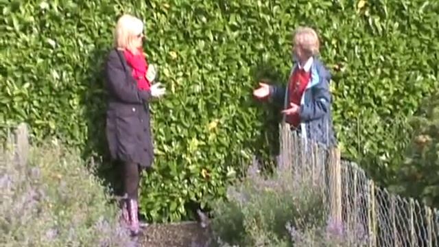 Prunus laurocerasus Laurel hedge cherry laurel.wmv смотреть онлайн