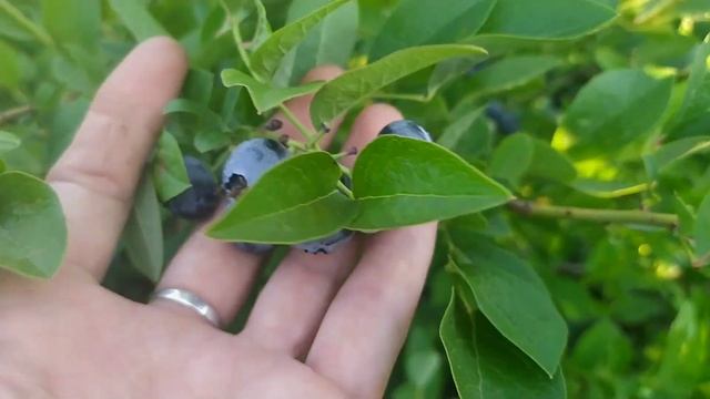 Голубика садовая. Ягоды созрели. Какой сорт голубики самый вкусный и крупный? смотреть онлайн