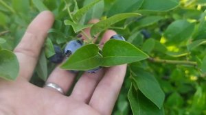 Голубика садовая. Ягоды созрели. Какой сорт голубики самый вкусный и крупный?