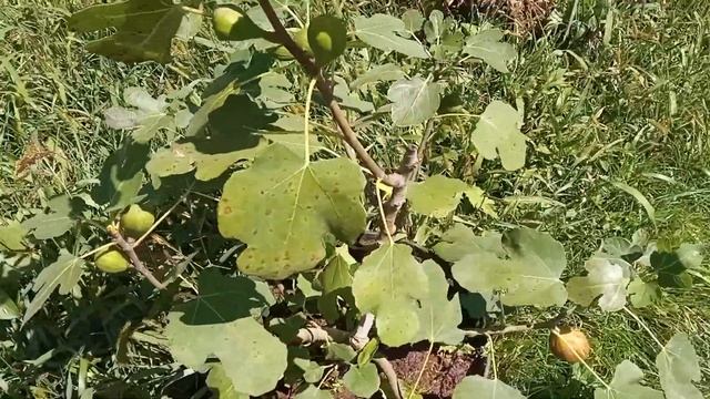 инжир в горшечной культуре, поспели сорта брунсвик и браун турке смотреть онлайн