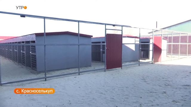 Питомник для бездомных животных и ремонт дорог как проходит благоустройство в Губкинском смотреть онлайн