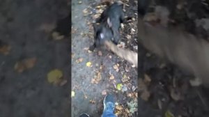 Обучаю французкого бульдога команде фас