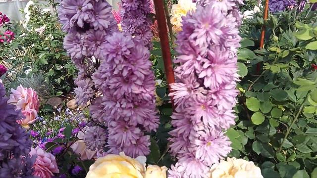 Дельфиниум новозеландский синий смотреть онлайн