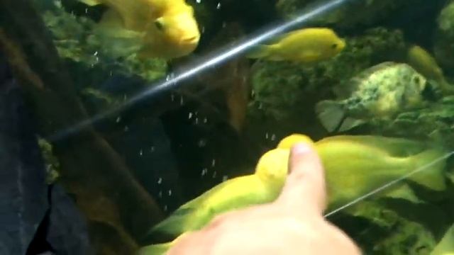 зоопарк, Стамбул 2016, хорошие условия у зверят Hayvanat bahçesi Istanbul Zoo смотреть онлайн