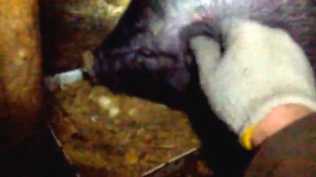 Вьетнамский вислобрюхий поросенок смотреть онлайн