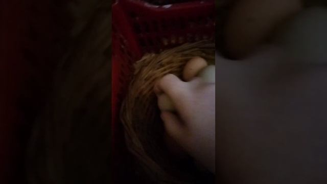 Сколько яиц несут мои куры? 19 ноября. Собираю урожай. смотреть онлайн