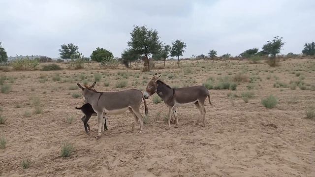 Donkeys Enjoying In My Village. #donkey #gadha #donkeykong #video #matingseason@animals