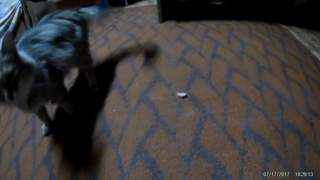 Страх у кошки перед куском колбасы!!! смотреть онлайн