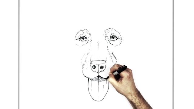 How To Draw a Labrador Puppy | Step By Step смотреть онлайн