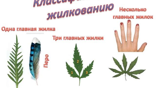 Классификация листьев смотреть онлайн
