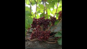 Виноград поспевший 31,07.  Нижегородская обл.