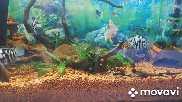 Есть ли шанс выжить малькам в общем аквариуме? смотреть онлайн