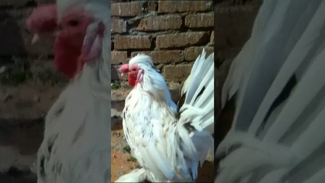 Алтайская бентамка петушок с староанглийскими бентамками смотреть онлайн