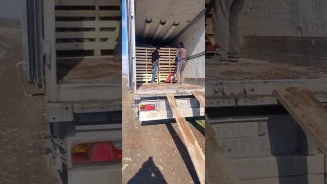 Долгожданные саженцы новейших сортов голубики и малины приехали с Нидерландов!) ????? смотреть онлайн