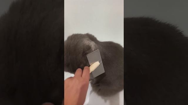 Чешем кошку ?? смотреть онлайн