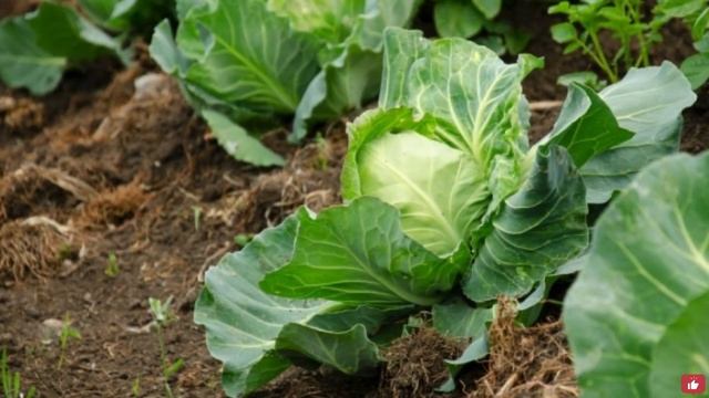 Подкормка КАПУСТЫ для крепкого кочана. КАПУСТА РАСТЁТ на глазах! КАПУСТА завяжет КРУПНЫЕ КОЧАНЫ! смотреть онлайн