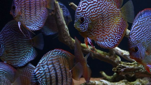 120 Gallon South America Discus Fish Tank | Juwel Rio 400 смотреть онлайн