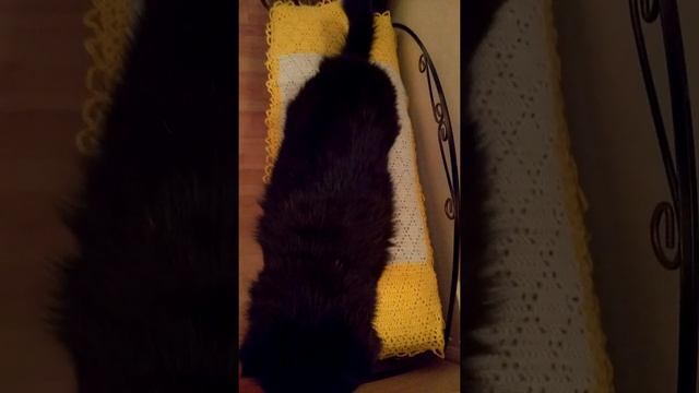 #shorts Каждая кошка любит посидеть на вязанной крючком накидке. Вязание крючком. смотреть онлайн