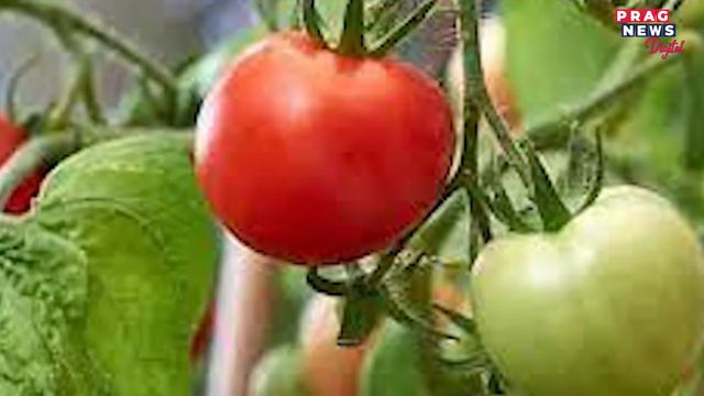 High uric acid levels: Why is uric acid bad for your body? What you can do to prevent it смотреть онлайн