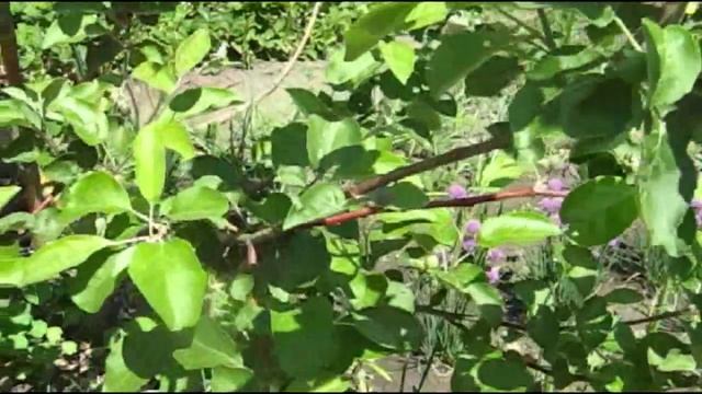 ПОЗДНИЕ СОРТА ЯБЛОНЬ смотреть онлайн