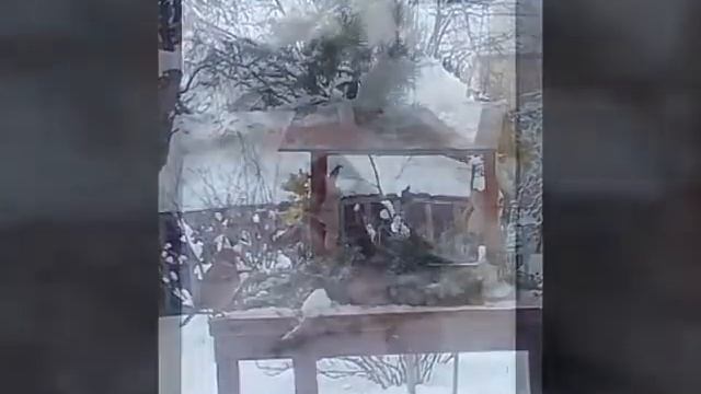 Фото, видео-презинтация на тему "птицы зимой" смотреть онлайн