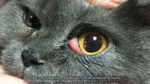 Третье веко у кошки-причины, лечение