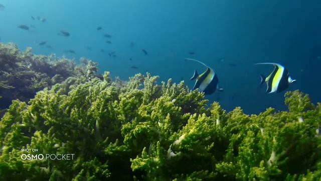 Видеокамера DJI 4K Со Стабилизатором | DJI 4K Camcorder With Stabilizer смотреть онлайн