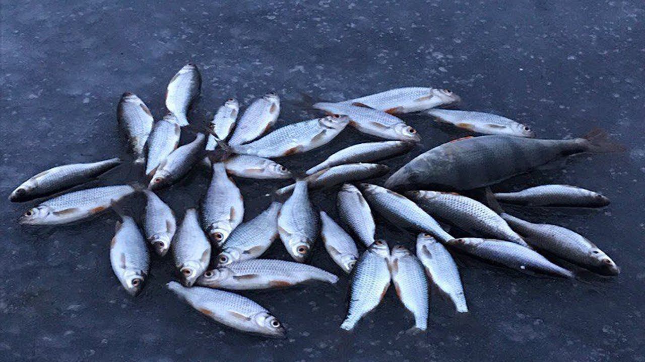 Как ловить плотву по первому льду / Поклёвки плотвы на кивок. смотреть онлайн