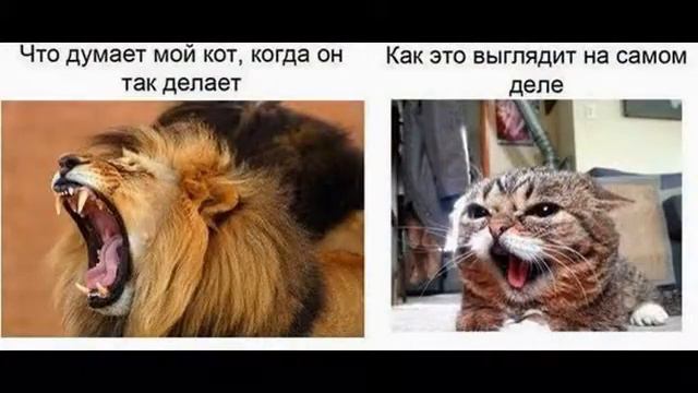 Ах! Эти милые животные!=) смотреть онлайн