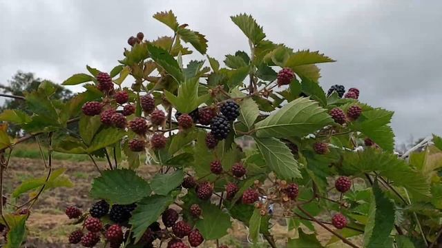 Ежевика на шпалере смотреть онлайн