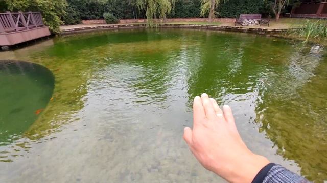 Построили глиняный пруд. Взгляд на пруд спустя три года. Как думаете что стало с прудом? смотреть онлайн