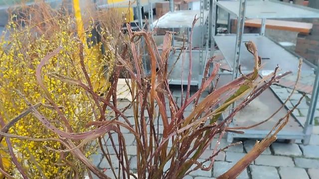 Цветочные традиции вербной недели в Германии, идеи для формирования букетов из вербы. смотреть онлайн