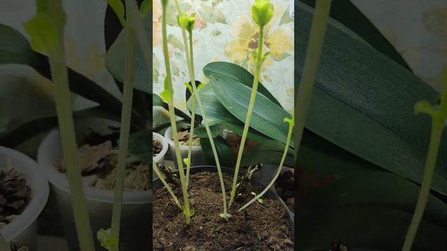 Гортензия крупнолистная просыпается, что делать? смотреть онлайн