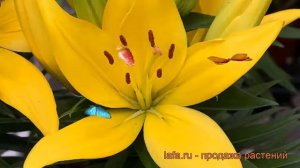 Лилия азиатская Мона (lilium asiatic mona) ? лилия Мона обзор: как сажать луковицы лилии Мона