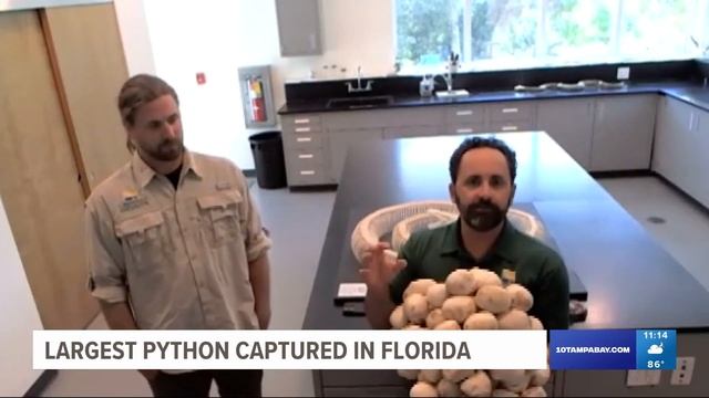 Biologists capture 18-foot python, largest ever found in Florida смотреть онлайн