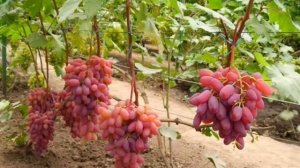 ВИНОГРАД ЮБИЛЕЙ НОВОЧЕРКАССКА ОПИСАНИЕ - ХАРАКТЕРИСТИКА ГИБРИДА   ЮБИЛЕЯ  НОВОЧЕРКАССКА