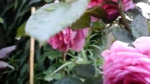 роза Клер Маршал июльское цветение 2018