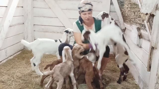КОРМЛЕНИЕ КОЗЛЯТ НА ПРОДАЖУ смотреть онлайн