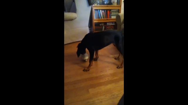 Ivy 16 week old Doberman смотреть онлайн