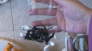 Как вырастить мяту на подоконнике  Какие сорта для этого подойдут